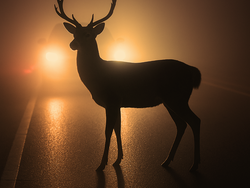 Jak zvládnout srážku se zvěří a co řeší pojišťovna